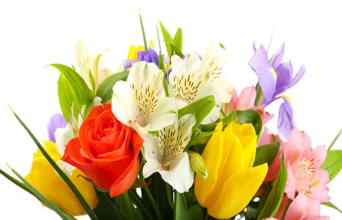 Dp Flower Images