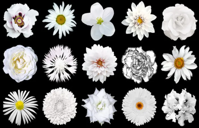 Images Of Flowers For Dp