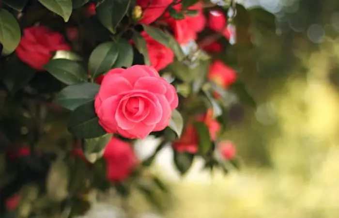 Gif Beautiful Flowers