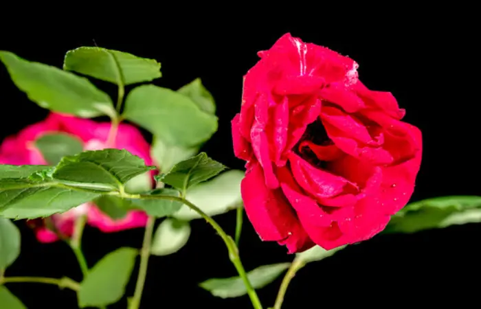 How To Care Rose Flower