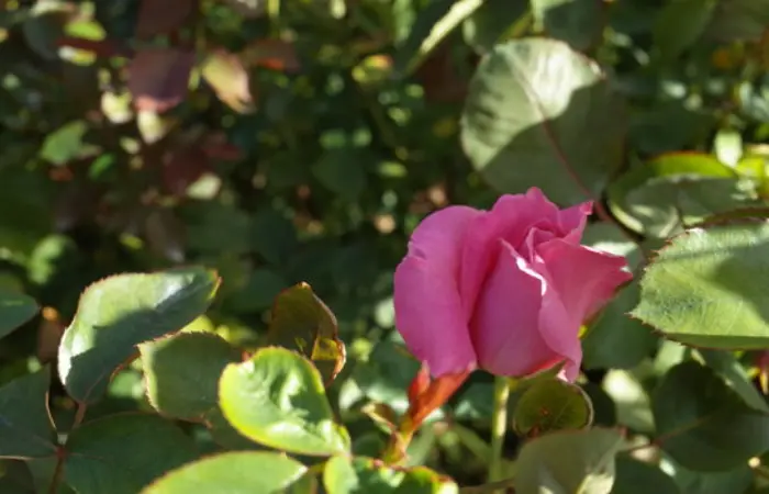 How To Plant Rose From Rose Flower