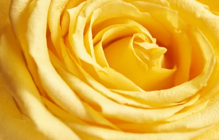 Yellow Rose Dp